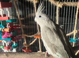 8 Month old cinnamon pied cockatiel
