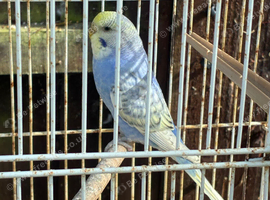Cute Budgies