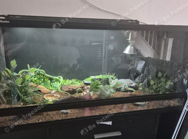 Rehome lepoard geko