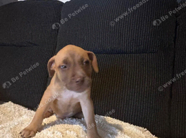 Beautiful belgian malinois mix puppies