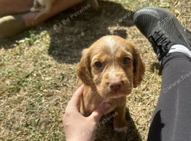 working cocker spaniel pups