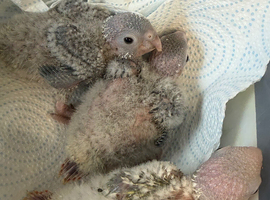 Hand-Reared Conures