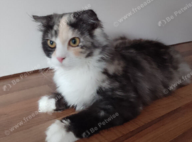 Persian x Scottish fold 6 months female