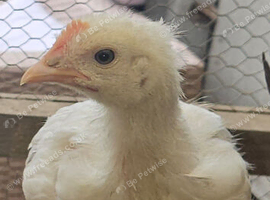 Leghorn hybrid.