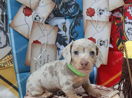 Adorable Miniature Dachshund Puppies &ndash; Sweet, Loving & Playful ️