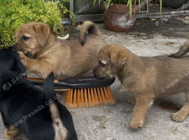 Norfolk Terrier Cross Puppies