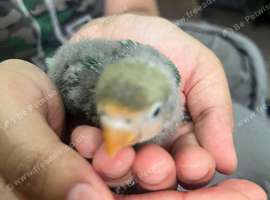 Baby lovebirds fisher tamed