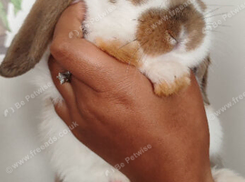 Beautiful mini lops