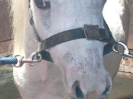 3 year old Registered Section a colt