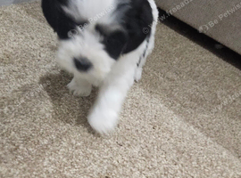 RARE PARTI YORKSHIRE TERRIER GILR