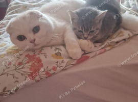 Scottish fold cross straight eared kitten