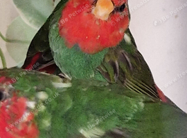 I have 4 spare cock redfaced parrot finch for sale.