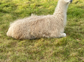 2 female llamas