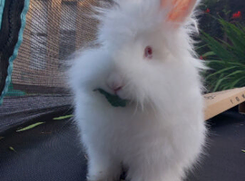 Rabbit