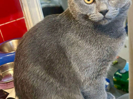 British shorthair stud available