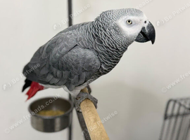 African Grey Forsale