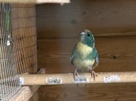 Kakariki