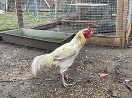 Aseel hatching chicken eggs