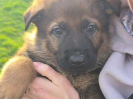 GSD working line male pups