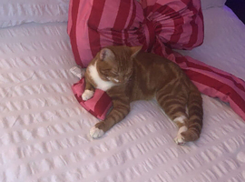 Maincoon x bangal
