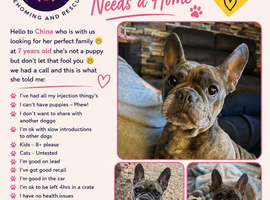 Lola- 7 year old frenchie