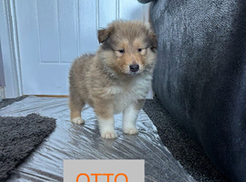 Male KC Sable and white Rough Collie Pups