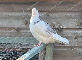 Birmingham cock