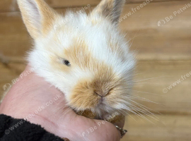 Mini lop crosses
