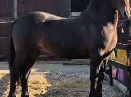 Welsh D 3Yr Old Colt