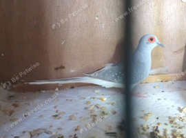 Diamond doves