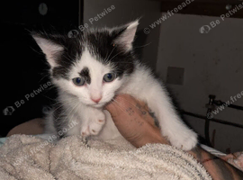 2 kittens for sale