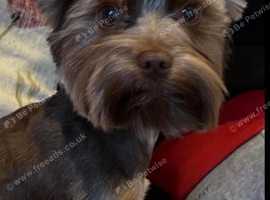 Mini   Yorkie  for  stud