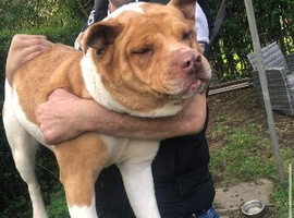 Akita / staffy