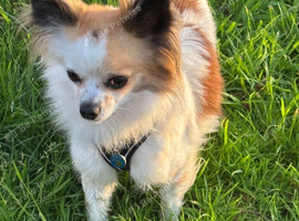 Chihuahua stud