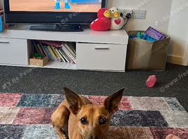 Whippet Mix