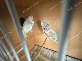 Breeding pair of exhibitions budgies