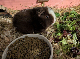 Two beautiful little girl guinea pigs