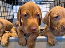 Beautiful Hungarian Vizsla Puppies