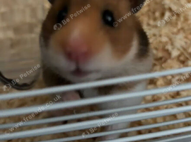 Syrian hamster needs rehoming