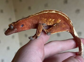 Red hypo with dal spots