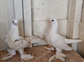Kurdish pigeons