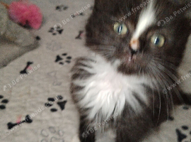 Ragdoll/ragdoll mix domestic