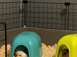 2 male guinea pigs for sale