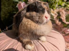 Mini lop adults
