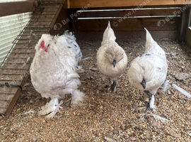 Silkie cross bantam