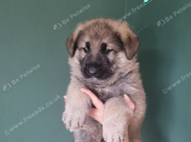 2 beautiful male german shepherd puppies