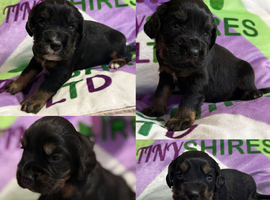 Kc Black and Tan boys only 17 dna health tested clear