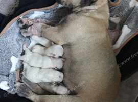 Pups for sale