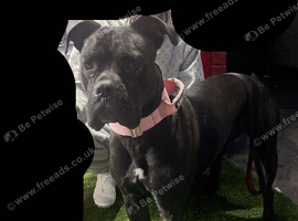 Cane Corso Looking for a Forever Home