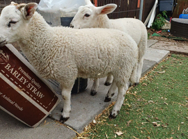 Beautiful  pet sheep